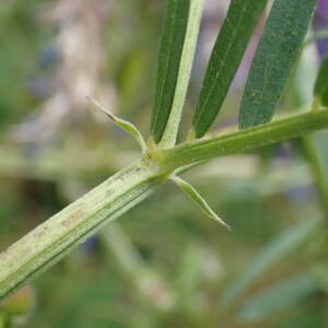 Photographie n°2432867 du taxon Vicia tenuifolia Roth