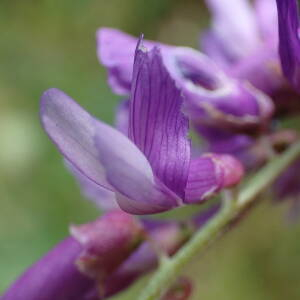 Photographie n°2432870 du taxon Vicia tenuifolia Roth