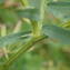  Sylvain Piry - Vicia tenuifolia Roth [1788]