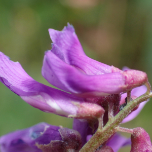  - Vicia tenuifolia Roth [1788]