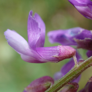  - Vicia tenuifolia Roth [1788]