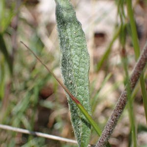 Photographie n°2432895 du taxon Inula montana L.