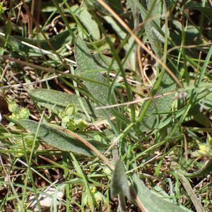 Photographie n°2432896 du taxon Inula montana L.