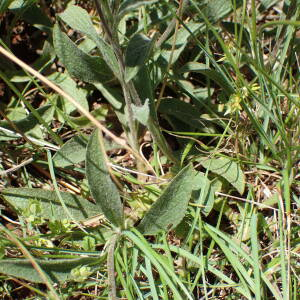 Photographie n°2432897 du taxon Inula montana L.