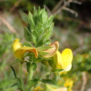 Photographie n°2432929 du taxon Ononis natrix L.