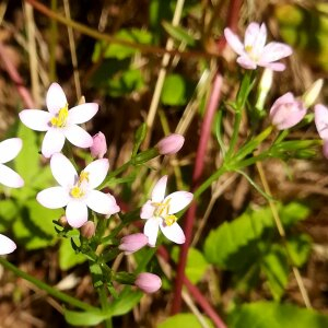 Photographie n°2432945 du taxon Centaurium erythraea Rafn [1800]