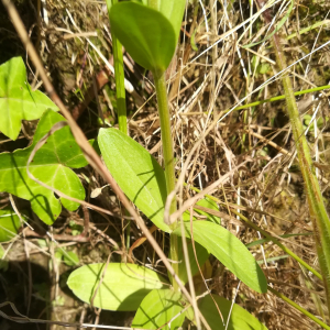 Photographie n°2432947 du taxon Centaurium erythraea Rafn [1800]