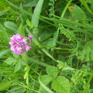 Photographie n°2433004 du taxon Anacamptis pyramidalis var. pyramidalis 