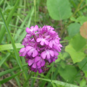 Photographie n°2433005 du taxon Anacamptis pyramidalis var. pyramidalis 