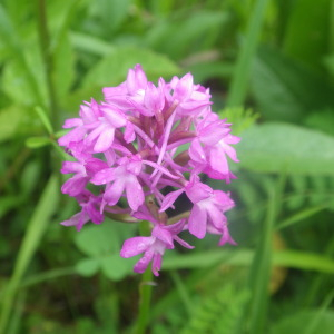 Photographie n°2433006 du taxon Anacamptis pyramidalis var. pyramidalis 