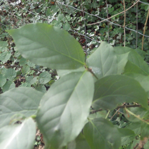 Photographie n°2433033 du taxon Euonymus europaeus L. [1753]