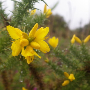 Photographie n°2433115 du taxon Ulex minor Roth [1797]