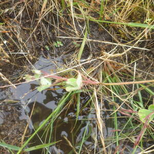 Photographie n°2433118 du taxon Trifolium subterraneum L. [1753]