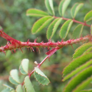 Photographie n°2433127 du taxon Rosa spinosissima L. [1753]