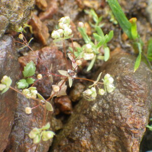 Photographie n°2433129 du taxon Radiola linoides Roth [1788]