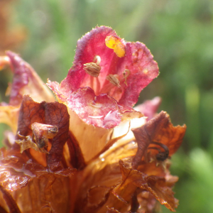 Photographie n°2433135 du taxon Orobanche gracilis Sm. [1798]