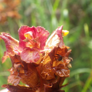 Photographie n°2433137 du taxon Orobanche gracilis Sm. [1798]