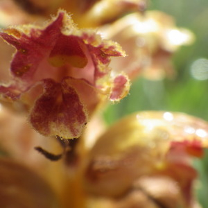 Photographie n°2433139 du taxon Orobanche gracilis Sm. [1798]