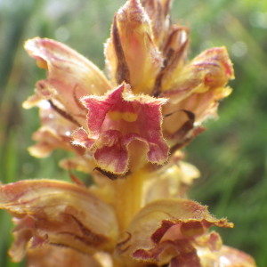 Photographie n°2433140 du taxon Orobanche gracilis Sm. [1798]