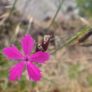 Photographie n°2433155 du taxon Dianthus carthusianorum L. [1753]