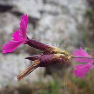 Photographie n°2433156 du taxon Dianthus carthusianorum L. [1753]