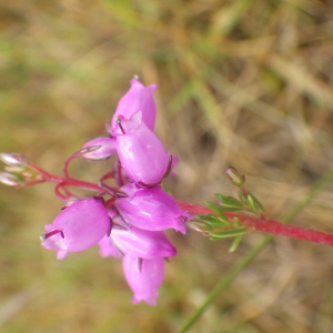 Photographie n°2433171 du taxon Erica cinerea L. [1753]