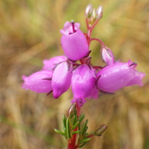 Photographie n°2433172 du taxon Erica cinerea L. [1753]