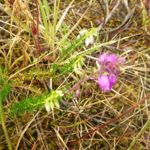 Photographie n°2433177 du taxon Erica cinerea L. [1753]