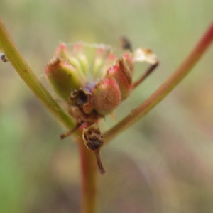 Photographie n°2433180 du taxon Filipendula vulgaris Moench [1794]