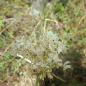 Photographie n°2433183 du taxon Filipendula vulgaris Moench [1794]