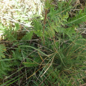 Photographie n°2433184 du taxon Filipendula vulgaris Moench [1794]