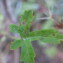 Photographie n°2433209 du taxon Althaea hirsuta L.