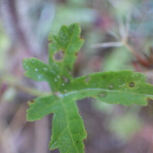 Photographie n°2433211 du taxon Althaea hirsuta L.