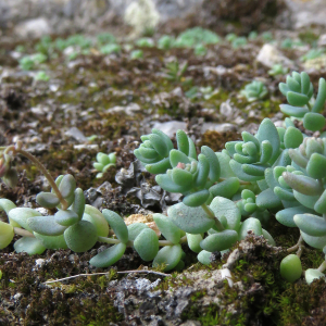 Photographie n°2433239 du taxon Sedum dasyphyllum L. [1753]