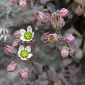 Photographie n°2433240 du taxon Sedum dasyphyllum L. [1753]