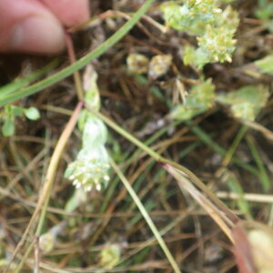 Photographie n°2433247 du taxon Bupleurum baldense Turra [1764]