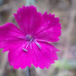 Photographie n°2433254 du taxon Dianthus carthusianorum L. [1753]