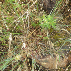 Photographie n°2433258 du taxon Dianthus carthusianorum L. [1753]