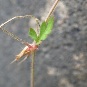 Photographie n°2433264 du taxon Geranium purpureum Vill. [1786]