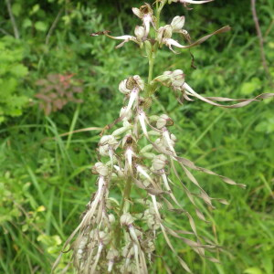 Photographie n°2433270 du taxon Himantoglossum hircinum (L.) Spreng. [1826]