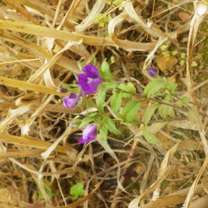 Photographie n°2433277 du taxon Legousia hybrida (L.) Delarbre [1800]