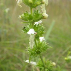 Photographie n°2433291 du taxon Stachys recta L.