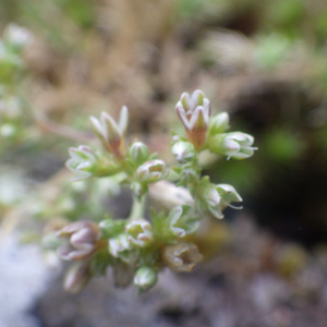 Photographie n°2433297 du taxon Scleranthus perennis L. [1753]