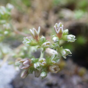 Photographie n°2433298 du taxon Scleranthus perennis L. [1753]