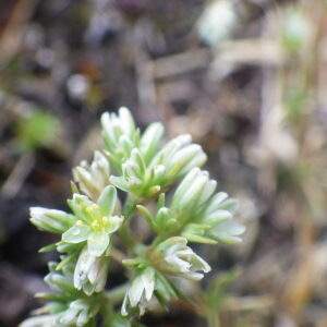 Photographie n°2433300 du taxon Scleranthus perennis L. [1753]