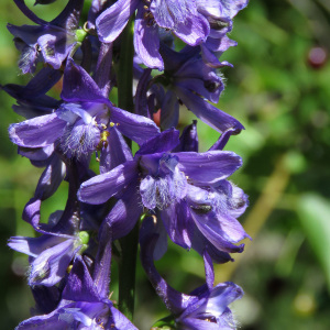 Photographie n°2433324 du taxon Delphinium fissum subsp. fissum 