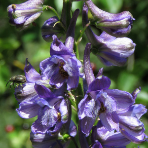  - Delphinium fissum subsp. fissum 