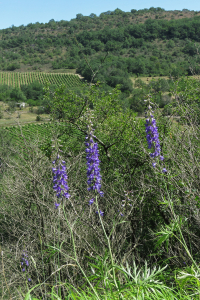 Claire Felloni, le 14 juin 2020 (Labeaume (gorges de la Ligne))