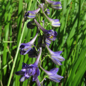  - Delphinium fissum subsp. fissum 