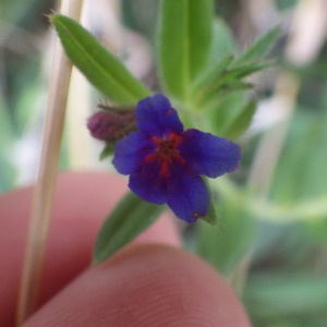 Photographie n°2433332 du taxon Lithospermum purpurocaeruleum L. [1753]